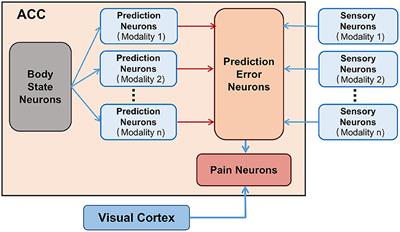 A brain-inspired robot pain model based on a spiking neural network